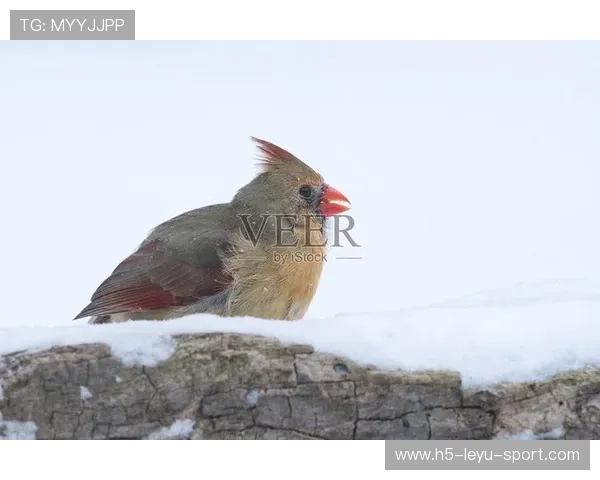 红雀连败继续,媒体称主帅帅位堪忧,红雀是谁 红雀连败继续,媒体称主帅帅位堪忧,红雀是谁