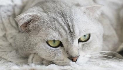 乐鱼中国官网-LPL选手转会风波引发粉丝热议，lpl选手转会规则